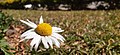 Bellis perennis in Lusaka 02.jpg