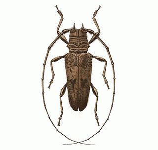<i>Tybalmia caeca</i> Species of beetle