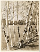 Birch trees at Spot Pond - DPLA - ef67b5734426030fa34d4fc198db2f74.jpg