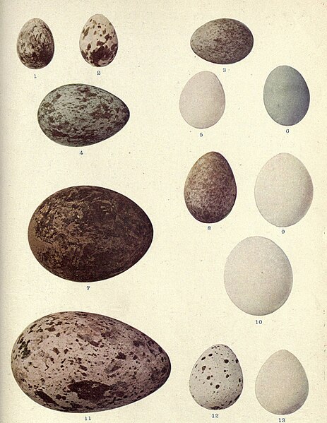 File:Birds Illustrated Eggs0305.jpg