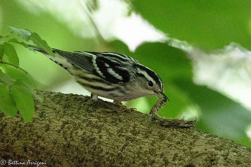 File:Black-and-white Warbler (male) Boy Scout Woods High Island TX 2018-04-11 12-35-13 (40901491515).jpg