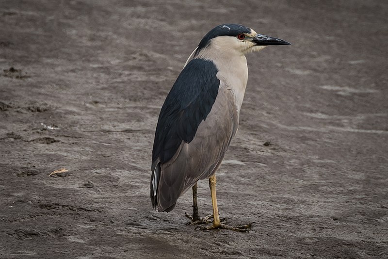 File:Black-crowned Night-Heron (17252869359).jpg