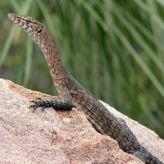 <span class="mw-page-title-main">Black-palmed rock monitor</span> Species of lizard