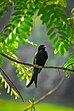 File: Black Drongo, Sylhet 06.jpg