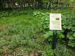 Black Lilies at Hokkaido University.JPG