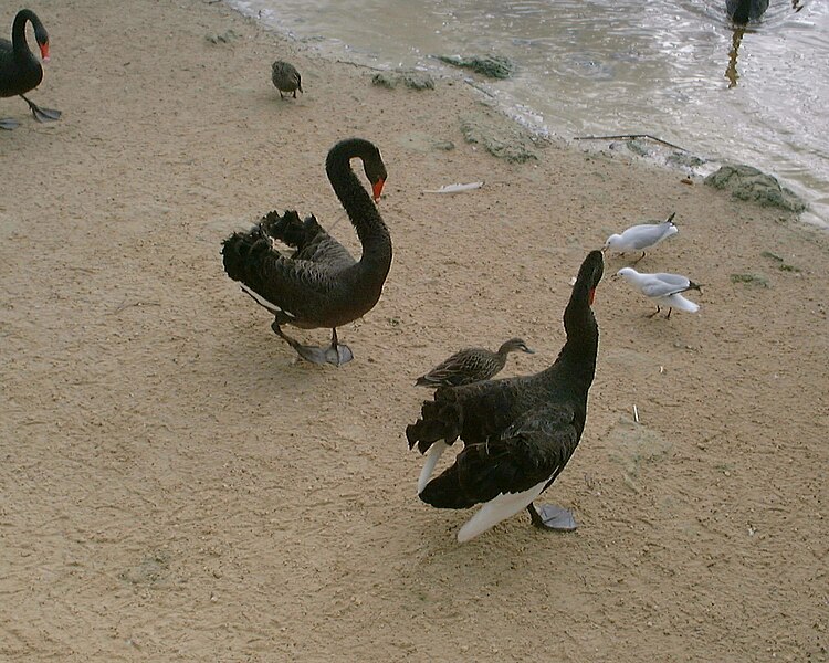 File:Black Swans in Australia CJ.jpg