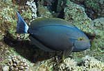 surgeonfish noir, ACANTHURUS GAHHM à Abu Dabab Récifs, Mer Rouge, Egypt.jpeg