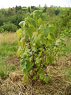 Blackcurrant (Ribes nigrum; Juodasis serbentas) Blackcurrant 1.jpg