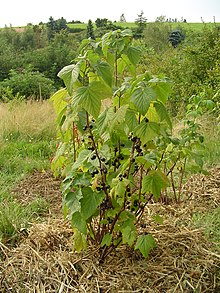 Cultivated specimen Blackcurrant 1.jpg