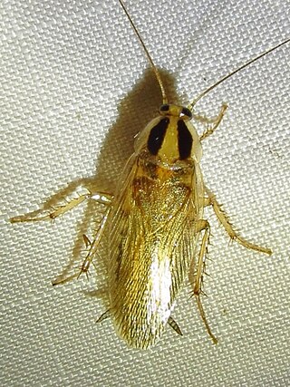 <i>Blattella vaga</i> Species of cockroach
