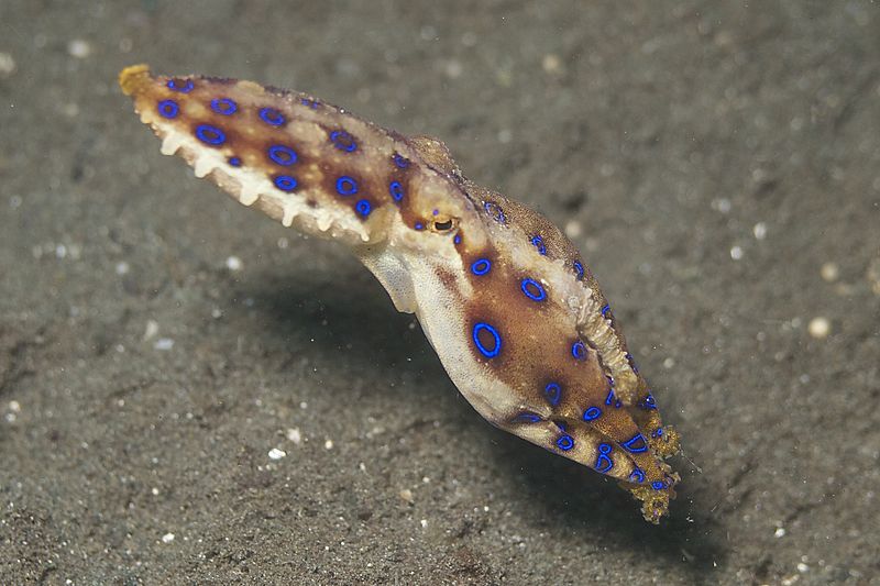 File:Blue-Ringed Octopus (14280614299).jpg