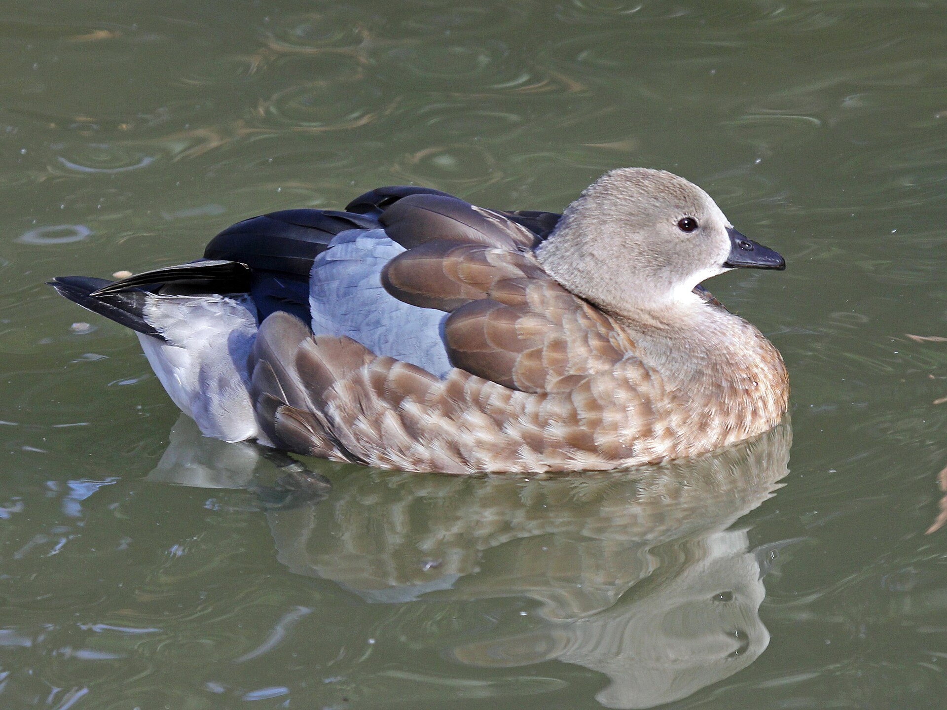 Blue-winged Goose RWD2.jpg