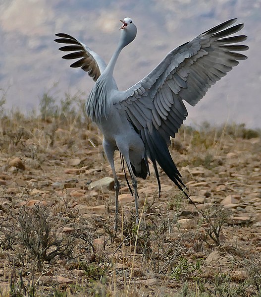 File:Blue Crane (Anthropoides paradiseus) parading (32458639642).jpg