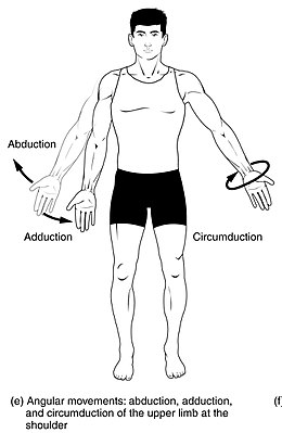 rotation anatomy hand