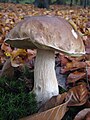 Mushroom-IMG 6515.JPG