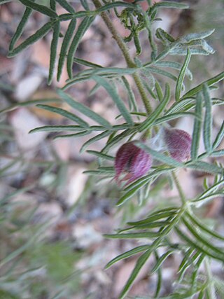 <i>Boronia lanuginosa</i> Species of flowering plant