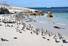 African penguins (Spheniscus demersus) on Boulders Beach