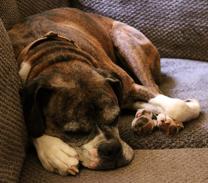 File:Boxer Dog Reference for Sculpture 001.jpg