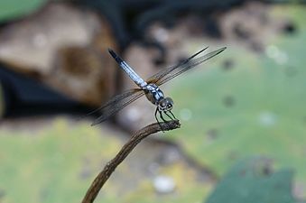 Little Blue Marsh Hawk Brachydiplax sobrina male