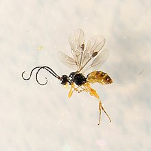 Bracon sp. Bracon.jpg