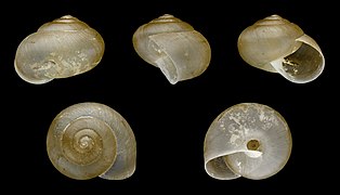 Bradybaena similaris (Asian Trampsnail), Shell