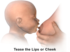 Breastfeeding - Tease lips or cheek.