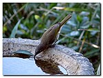 Brown Honeyeater - Lichmera indistincta.jpg