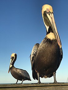 Brown Pelicans wait for a handout of fish on the Kure Beach Pier on Pleasure Island. Brown Pelican at Pleasure IslandJM.jpg