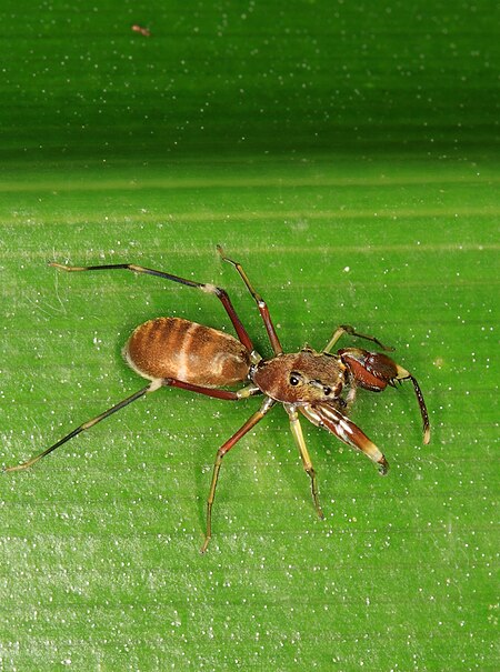 Tập_tin:Brown_jumping_spider_(♀)_from_W-Papua_featuring_ant-mimicry.jpg