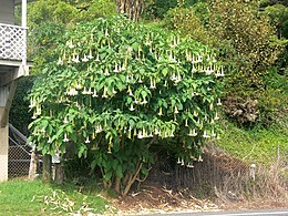Virágzó Brugmansia × candida hibrid