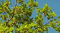 Buchenavia tetraphylla (Aubl.) R.A.Howard - Flickr - Alex Popovkin, Bahia, Brazil (4).jpg