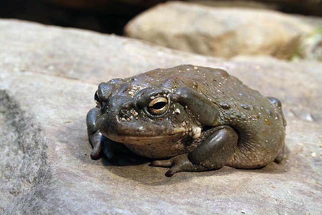 Incilius alvarius (syn. Bufo alvarius) — ядовитая жаба, живущая на северо-западе Мексики и юго-западе США