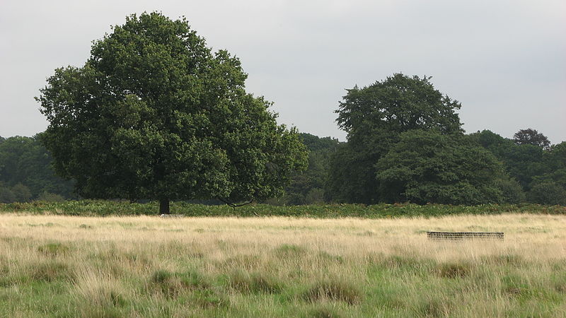 File:Bushy Park (3019269660).jpg