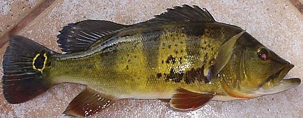 peacock bass monoculus