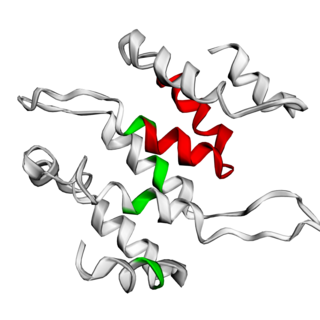 C7orf26 Human protein-encoding gene on chromosome 7