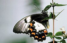 Papilio aegeus femelle ailes repliées, forme normale