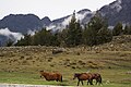 Horses in the Park