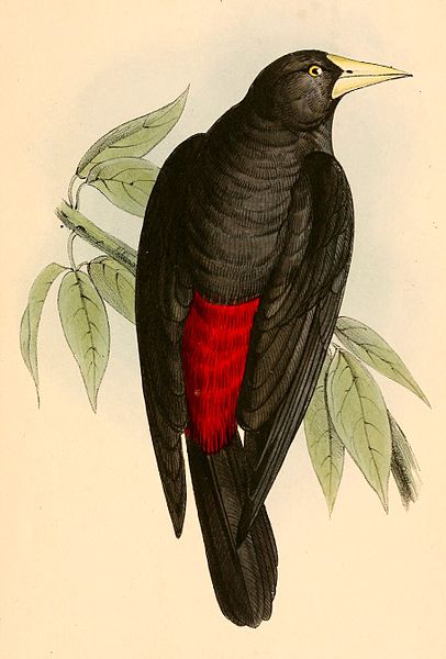 File:Cacicus haemorrhous affinis 1841.jpg