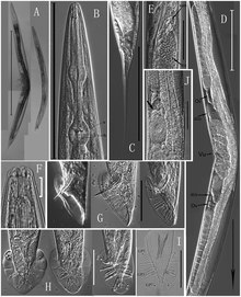 Caenorhabditis sinica (10.1371-journal.pone.0110957) Рисунок 2.tiff