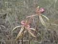 Caladenia doutchiae