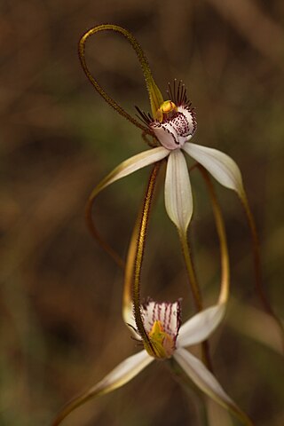 <i>Caladenia longicauda <span style="font-style:normal;">subsp.</span> borealis</i> Subspecies of orchid