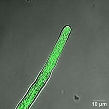 Calcium GCaMP reporter in tomato pollen tube Calcium in Pollen.jpg