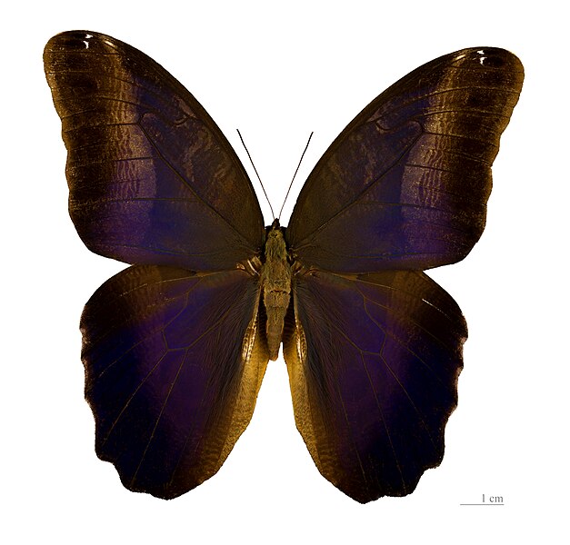 File:Caligo suzanna MNHT dos.jpg