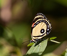 Callicore-Zyklopen;  Carajás National Forest, Pará, Brasilien 02.jpg