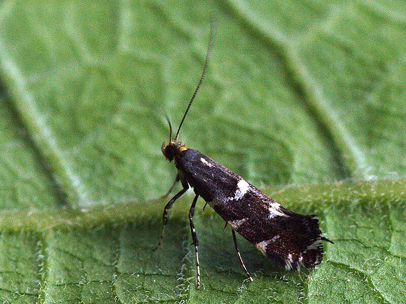 File:Callisto denticulella - Серебристая моль яблонная (40088963965).jpg