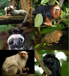 Gêneros da subfamília : Callithrix, Leontopithecus, Saguinus, Cebuella, Mico, Callimico.