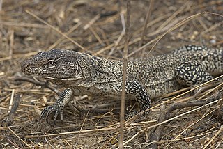 <i>Callopistes</i> Genus of lizards