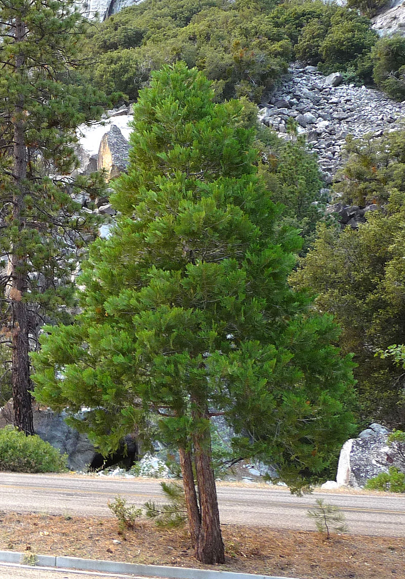 800px-Calocedrus_decurrens_Zumwalt_Meadow