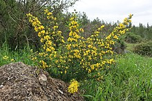 In habitat in the Judean mountains Calycotome villosa - 1.jpg