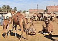 * Nomination Camel market at Daraw --Hatem Moushir 09:56, 12 December 2017 (UTC) * Decline IMO insufficient sharpness and unfortunate crop (leg cut), not a QI for me. --Basotxerri 17:06, 12 December 2017 (UTC)